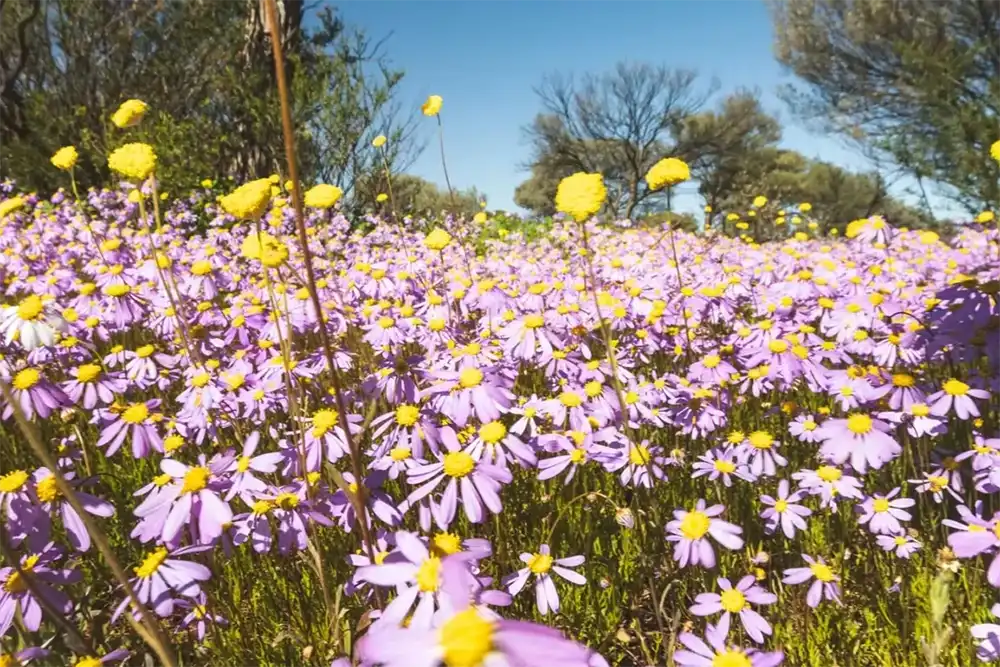 Dark Sky Traveller Tours - Whales Wonders and Winter Wildflowers